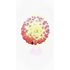 Fleur de jardin