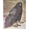 Vögel