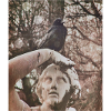 Vögel