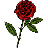 rote Rose
