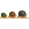 Snails