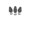 No morels