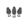 Morels Whisperer
