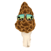 Morel Sunglasses