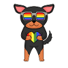 LGBT-koira Lancashire Heeler Sateenkaari