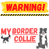 Warning Border Collie