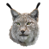 Luchs Good