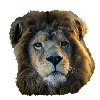 Strong like a Lion