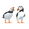 Shouty Puffin