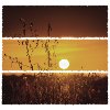 Sunset on the Field