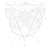 Moth Moon Phases