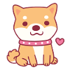 Cute Shiba Inu Dog