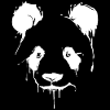 Panda | Panda Bear | Asia | Animals