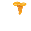 Dear chanterelle