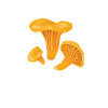 Chanterelle Whisperer