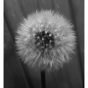 Collection Nature