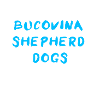 Bucovina Shepherd Dog