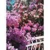 Rosa Blumen