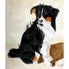 Sitzender Aussie Nanouk