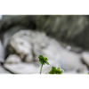 Lion Monument