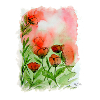 Mohnblumen Aquarell