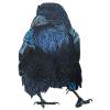 Raven Crow Walking