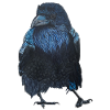 Raven Crow Walking