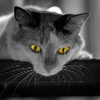 le chat