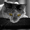 le chat