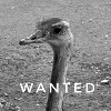 WANTED BIRD