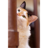 le chat