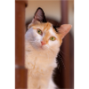 le chat