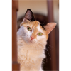 le chat