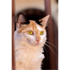 chat