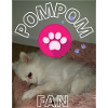 Pom Pom 1