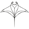 Manta rays in elegant flight