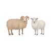 Schaf Schaf Tier Geschenk
