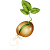 germinating small in the soil