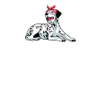 Dalmatian Mother Dog Parents Poison