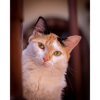le chat au doux regard