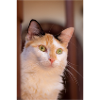 le chat au doux regard