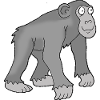 Chimpanzee 1