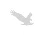 Aigle