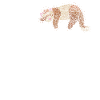 Frettchen Flüsterer Otter Fischoffer