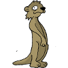 Suricate