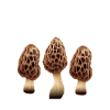 Chasse aux champignons