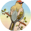 Oiseau