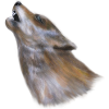 Wolf howl