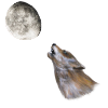 howling to the moon