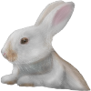 Rabbit Artwork